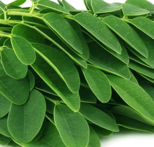 Moringa leaves up close