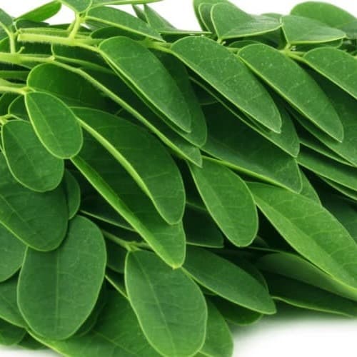 Moringa leaves up close