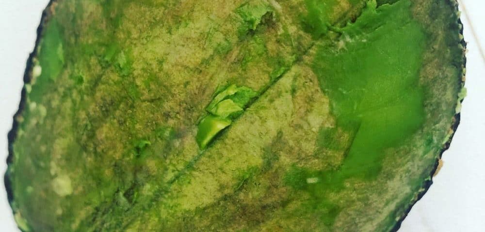 Avocado