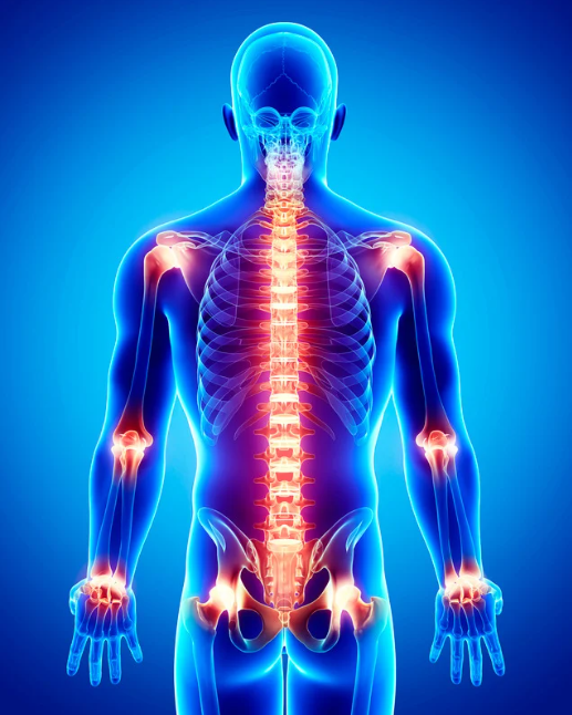 Joints in human body